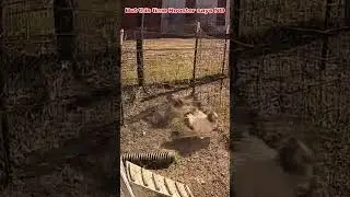 Two Heads Are Better Than One: Rooster Saves Chicken from Eagle Attack!