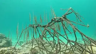 School Of Razor Fish Looks Like Leaves