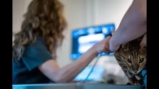 Service de Cardiologie du Centre Hospitalier Vétérinaire ADVETIA
