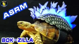 ASMR MUKBANG | Bokzilla Turtle Tortoise Eating Food (Papaya, Watermelon, Dried Food) 🐢37