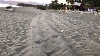 Loggerhead Baby Turtles hatching in Latchi in 2020