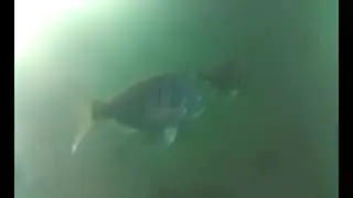 battery park canals in Cape Town video 1