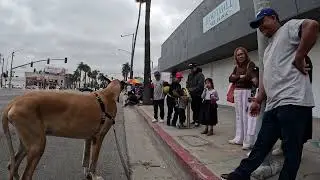 Cash 2.0 Great Dane at the Canoga Park Memorial Day Parade 2025 (1 of 5)