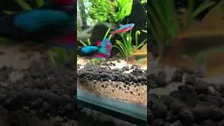 Hillstream loach heart beating | Female Betta | Planted Aquarium | Aarav&rsquo;s w#aquascape #aquarium