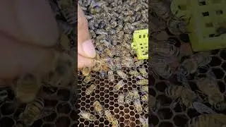 Catch the old bee queen  and put him in a box.