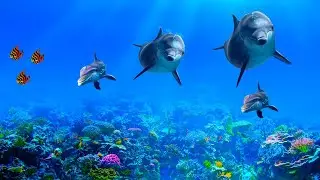 💙🌈 Beruhigende Entspannende Musik f&uuml;r Nerven 🌿 Heilende Musik f&uuml;r das Herz, Musik f&uuml;r die Seele