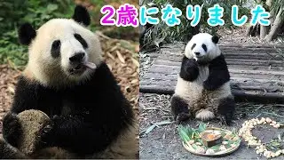「和花」と「和葉」2歳の誕生日会 | iPanda パンダ楽園