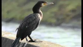 Cormorano