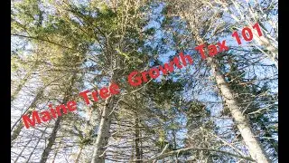 Watch This to Understand Maine Tree Growth Tax | Maine Real Estate