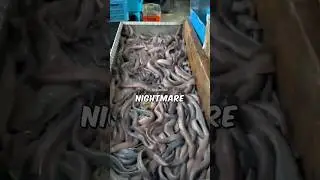The Slime Machine of the Ocean 😳 | Hagfish Facts You Won&rsquo;t Believe