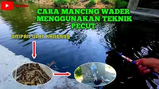 Mancing ikan wader kepek / keprek di kali sangiran || umpan ulat kandang