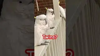 Aussie Sulphur Crested Cockatoos Look so Similar but they all have Subtle Differences!  #birds 🦅🦅