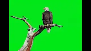 Eagle Green Screen : VFX : Chroma Key : VFX Editing : Viral : Shorts: FYP : WhatsApp Status : free
