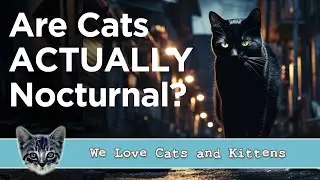 Are Cats Nocturnal? (Or Do They Just Enjoy Midnight Zoomies?)