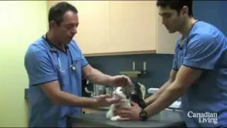 How to clean your pet's eyes