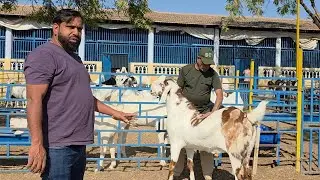 Gujri Ka Abhi Tak Ka Best Choosen Bakre At Amina Goat Farm Chappi Gujarat. 