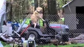 Solemn Tornado Broadcast Interrupted by Dog on Lawnmower