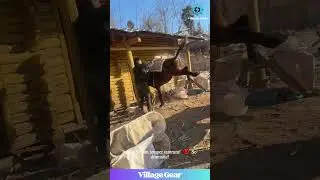 Forget Bulls, This is The MULE Rodeo!🤠 This Stubborn Donkey-Horse is My Spirit Animal! #mule #funny