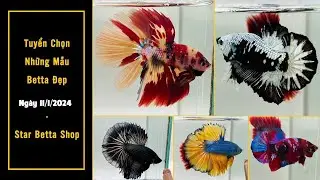 Nemo Halfmoon, Samurai, Koi Galaxy, Halfmoon 1/11 - Star Betta Shop 0382698808