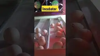 African love birds egg hatching in incubator #shorts #lovebirds #cockatiel#egg #hatching #incubator
