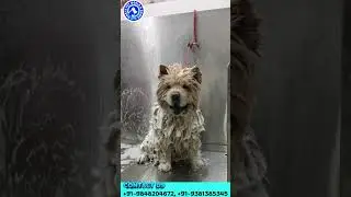 NIKKI'S PET WORLD- PET SHOP | PET GROOMING SPA | VET CARE | PET CLINIC  | PET KENNELS - HYDERABAD