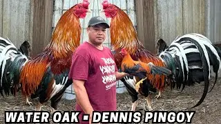 DENNIS PINGOY - Feeding Time Indoor Breeding Pens - Shape Chicken Coop Outdoor Indoor 