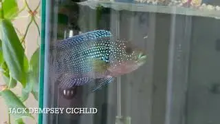 Power Outage!! Severums, Jack Dempsey, Convict Cichlids!! 40 breeder, 75 gallon, 20 gallon 