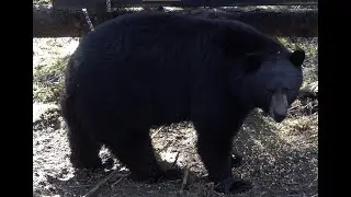 BEAUTIFUL BIG RECORD BOOK BEAR SHOOT OR PASS UP?