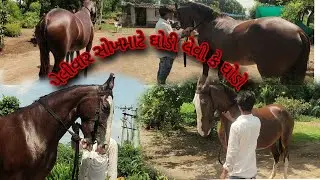 પેલીવાર સોખમાટે ઘોડી લેવી કે ઘોડો