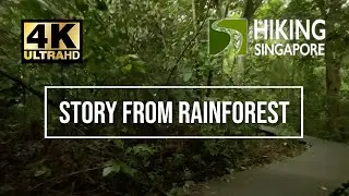 [4K] The Story From Rainforest (Central Catchment Nature Reserve) - Hiking Singapore