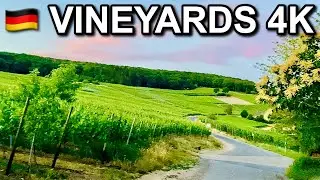 [4K] Walking Tour at the Vineyards of Ahrweiler in Germany - June 2020
