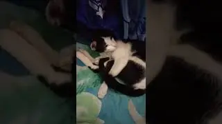 #shortsvideo #reelschallenge #cat #reelsvideoシ #cat #catlifegoals