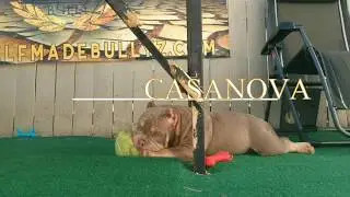Casanova (SMB) Self Made Bullyz