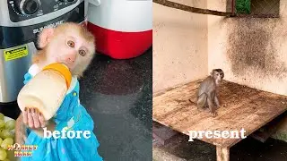 Heaven and Hell: Why Monkey Kaka and Mit's Life Became Like This?