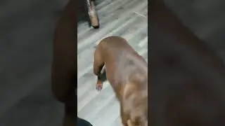 drunk dog