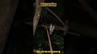 #Bird Catching at Night