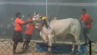 Ongole Bulls Race, Guntur District Ongole Bulls Participating in Yanamalakuduru Stone Pulling Race