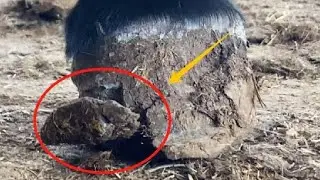 Super stress-relieving donkey hoof cutting collection丨ASMR丨Donkey hoof cutting sound