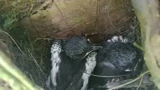 Poin dua ekor anak burung Kacer masih di sarang...