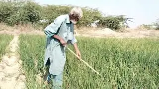 Farmer working #thar #villagelife #agriculture 
