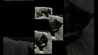 Action! #catsvideo #cat #catlovers #petcontent #catsofyoutube