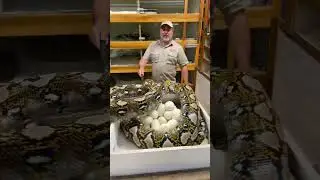 🐍 Giant Snake.. 😳Giant Eggs 🥚