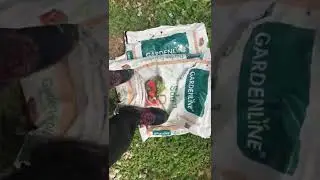 Aldi quality Cheap Garden Soil!