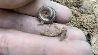 Catching little millipede #catching #milipede 