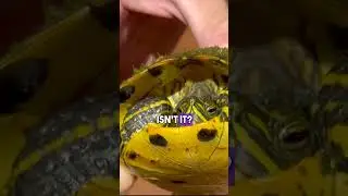 Is this a male or female turtle?