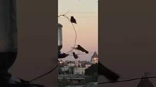 #GingiBird trying enjoy the nectar zoomies when a group of #Hollywoodhills #hummingbirds ask 2 share