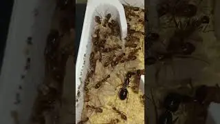 Campo Irritans #ant #ants #insects #insect #carpenterants #queenant #antqueen #nest #camponotus