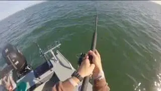Wifish Teaser