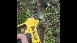 The Dewalt bypass pruner is a bit of a beast!