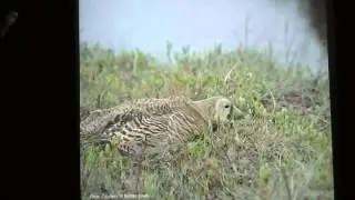 Spectacled Eider Quest for Recovery